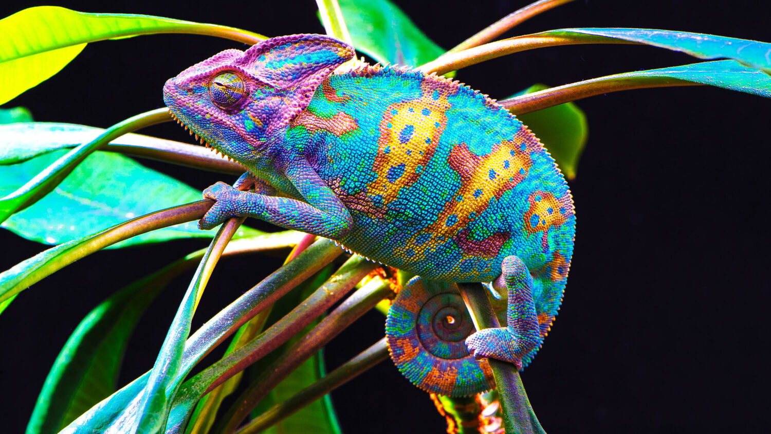 Chameleon Mining